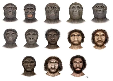 Pin By Arie Bakker On Paleontology Human Evolution Human Evolution