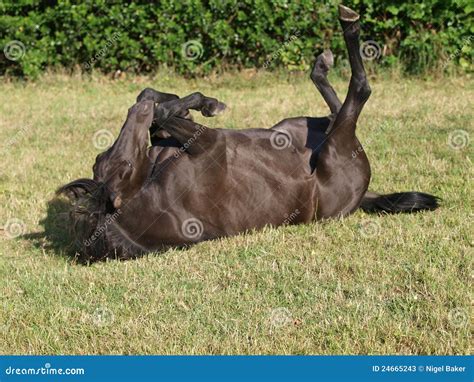 Rolling Horse stock image. Image of funny, pony, paddock - 24665243