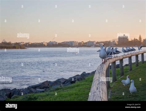 Flocks Of Seagulls Hi Res Stock Photography And Images Alamy