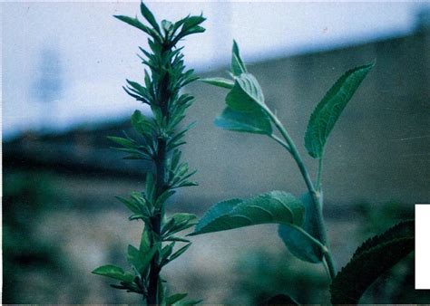 苹果小叶病 农林病虫害 图片