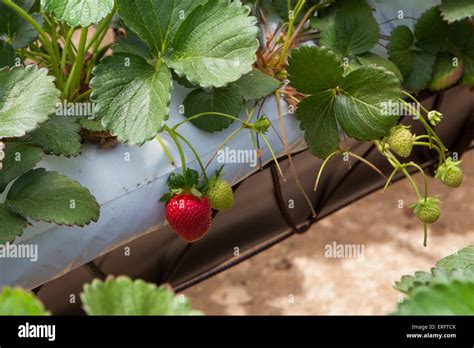 Cultivo Hidropónico De Fresas Dulce En Invernadero Fotografía De Stock