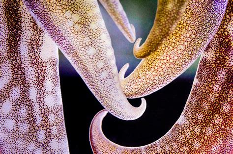 Cephalopod camouflage: searching for good matches | Max Planck Institute for Brain Research