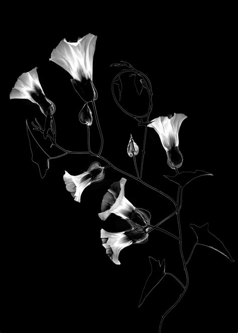 Fine Art Black And White Flower Photography | Best Flower Site