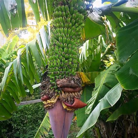 Bibit Pisang Seribu Pisang Sewu Thousand Fingers Banana Lazada