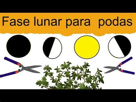 38170 Fases Lunares Para Podar En Que Fase De La Luna Se Puede