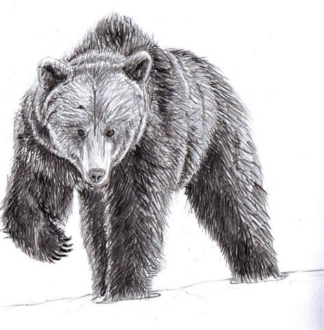 draw black bear draw stunning portraits