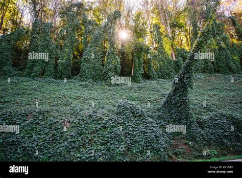 Invasive Kudzu Vine Invades The Great Smoky Mountains National Park In