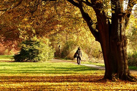 Free Images Tree Nature Forest Branch Light Meadow Sunlight Morning Leaf Walk Autumn