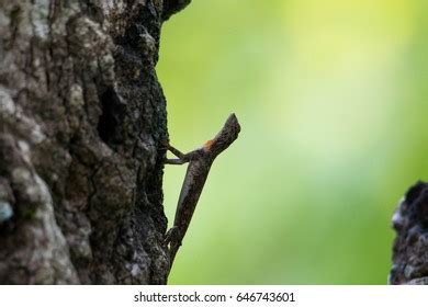 Flying Dragon Flying Lizard Stock Photo 646743418 | Shutterstock