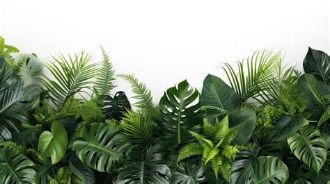 Folhas Verdes Natureza Enquadram Arbusto De Plantas Tropicais Em Fundo