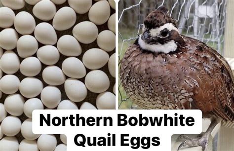 6 Northern Bobwhite Quail Fertile Hatching Eggs Npip Cert Free