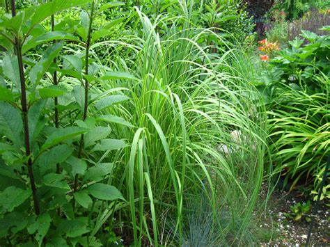 Striped Prairie Cord Grass Spartina Pectinata Aureomarginata Backyard Plants Ornamental