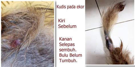 Kucing Marzuin Sembuh Daripada Sporo • Ps Herbs