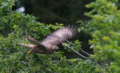 European honey-buzzard – Flight for Survival