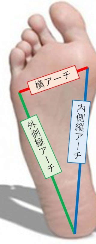 足部アーチの構造と3つの役割について 身体を理解しよう