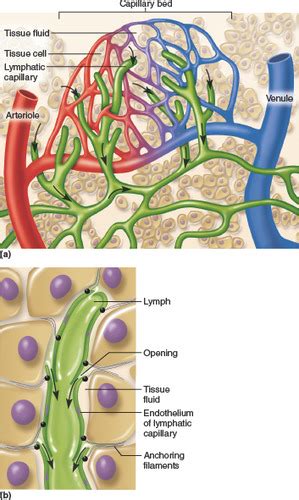 Ch 21 Lymphatic Flashcards Quizlet