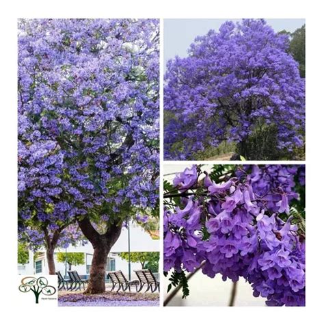 50 Sementes Jacarandá Mimoso Azul jacaranda Mimosifolia