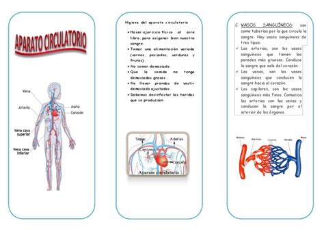 Pdf Triptico Enfermedades Sistema Circulatorio Dokumen Tips The Best