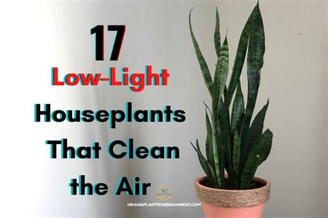 17 Low Light Houseplants That Clean The Air Indoor Plants For Beginners