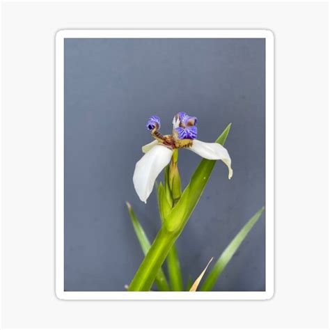 Iris Flower Sticker For Sale By Nittos13 Redbubble