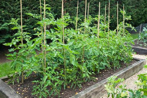 Grow Tomatoes In Raised Beds Everything You Need To Know Tomato Bible