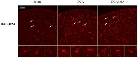 Iba Expression In The Dorsal Horn Of Spinal Cord Was Assessed By