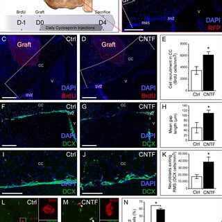 Effect Of CNTF On SVZ Cell Migration In Vitro A Western Blot And