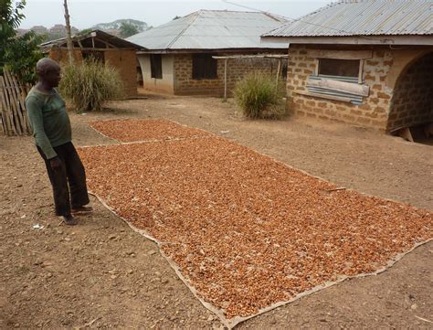 Livelihood trajectories in the Nigerian cocoa industry: An exploratory ...