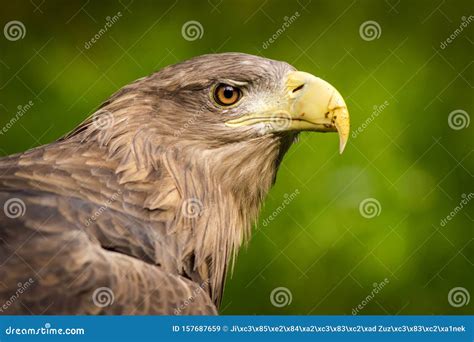 Golden Eagle portrait stock image. Image of hooked, carnivore - 157687659