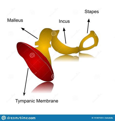 Malleus Incus Stapes : Malleus Incus Stapes S Stream - Incus body ...