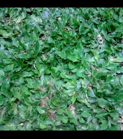 Jual Rumput Gajah Mini Permeter Di Lapak Azura Permai Flora Bukalapak