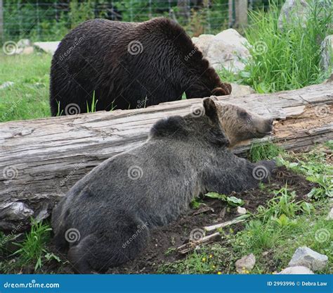 Grizzly Bears Canada stock photo. Image of predator, seasonal - 2993996