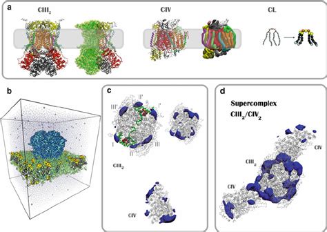 Cardiolipins Control Mitochondrial Supercomplex Structure The