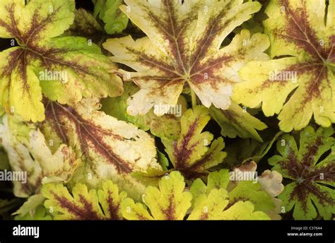 x Heucherella 'Golden Zebra' foliage plant garden plants yellow leaf ...