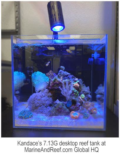 Reef Aquarium Setup Guide