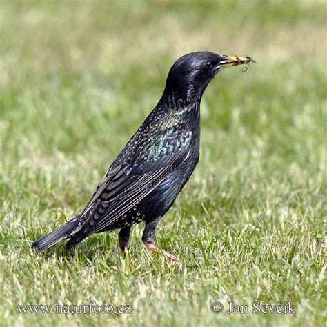 Starling Photos, Starling Images, Nature Wildlife Pictures | NaturePhoto 