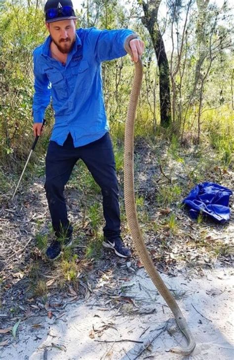 Snake Catcher Reveals ‘biggest Ever Eastern Brown Snake Catch The