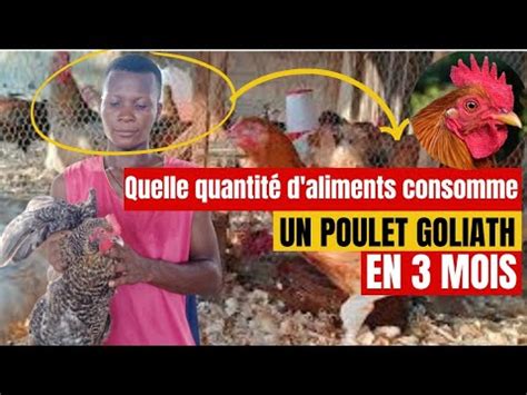 QUELLE QUANTITE D ALIMENTS CONSOMME UN POULET GOLIATH EN 3 MOIS YouTube