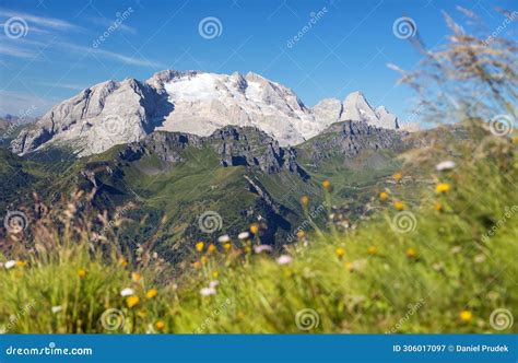 Mount Marmolada Peak Flowers Alps Dolomites Mountains Stock Image