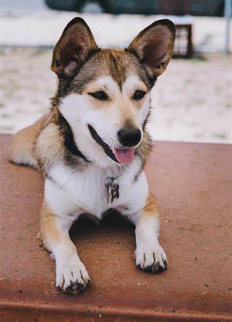 Corgi Husky Mix One Of The Cutest Corgi Mixes Out There