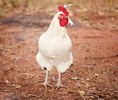 Gallo De La Leghorn Foto De Archivo Imagen De Huevo 16534210