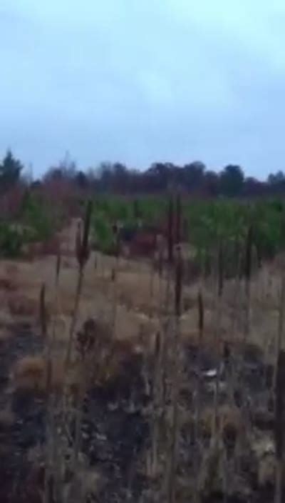 killing wolves  save wolves howling  justice