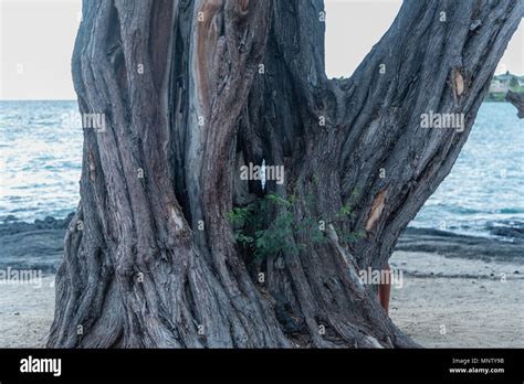 Knorrigen Baum Mit Einem Loch Am Strand Auf Der Grossen Insel Von