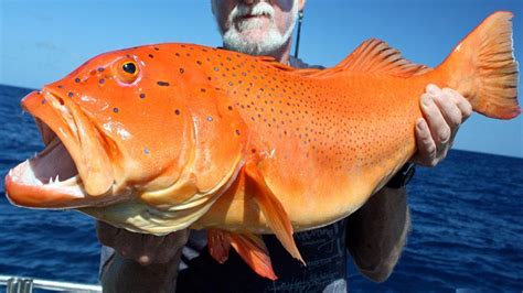 Coral Trout Displayed By Fish On Saltwater Fishing Fish Marine Animals