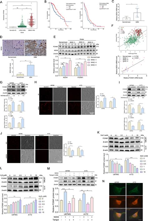 NOX4 Stimulates FOXM1 Expression By Increasing Mitochondrial ROS A