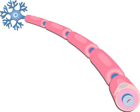 Myelin Sheath Diagram And Function Getbodysmart