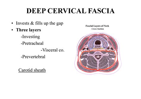 Cervical Fascia Layers