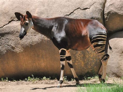 Okapia johnstoni / Okapi in San Antonio Zoo