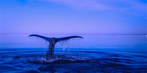 Blue Economy La Nuova Sfida Per Il Futuro Ambiente Mare Italia