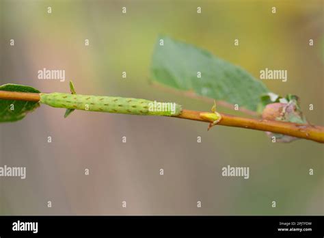 Beautiful Brocade Moth Larva Lacanobia Contigua Stock Photo Alamy